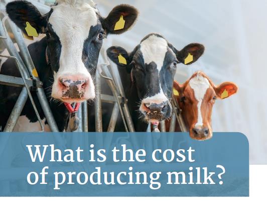 Milchkühe – Titelbild „What is the cost of producing milk?“