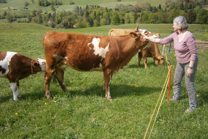 Frau mit Rind auf der Weide